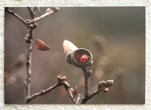 Cartolina postale coccinella - cartolina,
