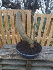 BONSAI XL CARPINO BIANCO!!!DA