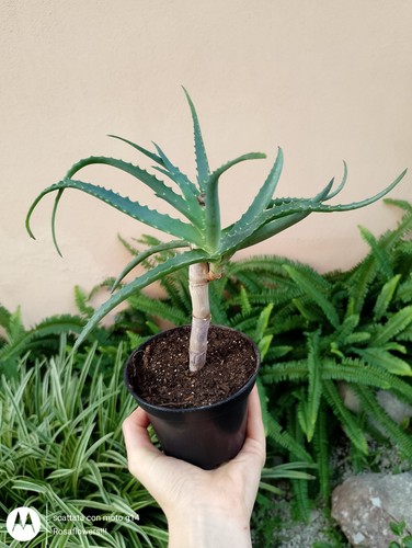 Aloe arborescens alberello - arborescens,