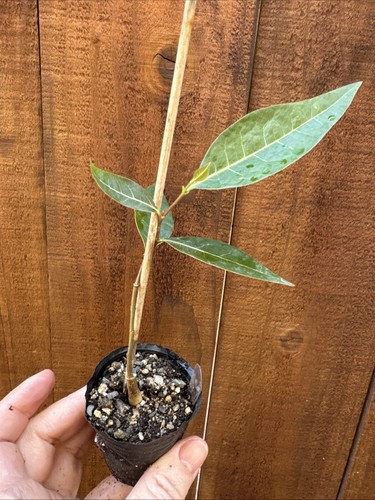 Bonsai brachychiton - bonsai,