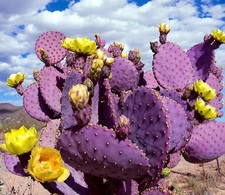 Cactus Fico d'india viola 1