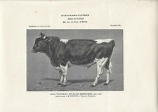 Stampa antica GIOVANE TORO di