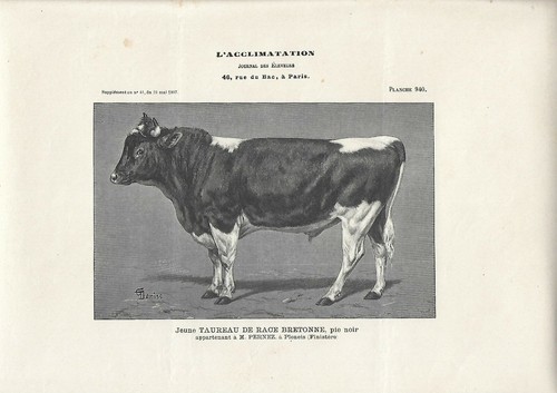 Stampa antica giovane - giovane, toro