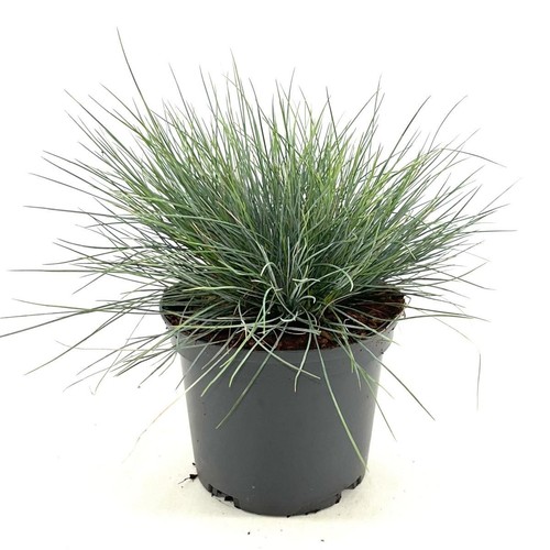 Festuca blu - festuca,