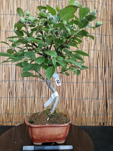 Bonsai melo 47cm - di, visita