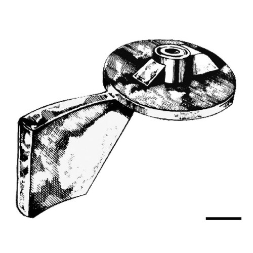 Osculati anodo zinco yamaha - osculati,