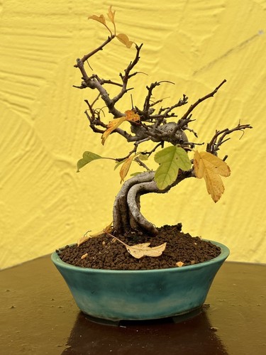 Joe shohin bonsai mela - mela, "