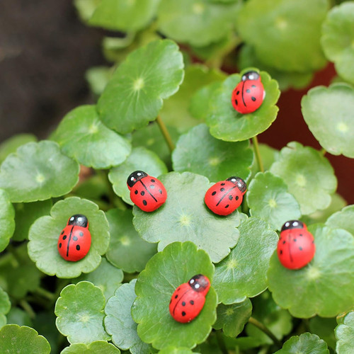 Set pezzi coccinella - coccinella, a