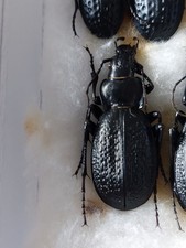 1 Ex.Carabus (Neopletti)