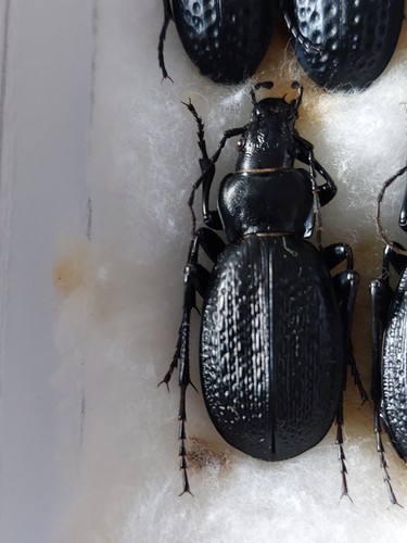 Carabus - 1, (neopletti)