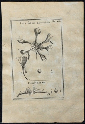 1719 caprifoglio - -,
