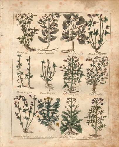 1810 print culpepers - culpepers, herbal