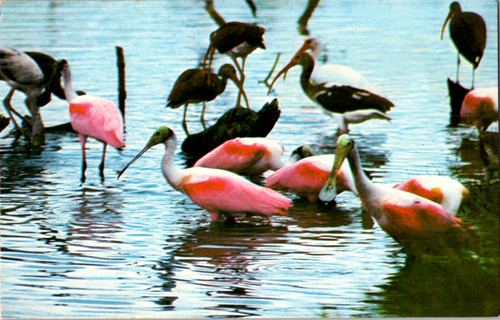 Cartolina epoca roseate - cartolina, d'epoca