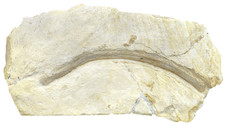 Malm costola grande 37 cm di
