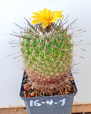 Thelocactus conothelos