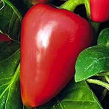 Pimento Sweet Pepper Seeds