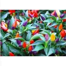 peperoncino BOLIVIANO ARCOBALENO, 25 semi + OMAGGIO