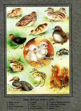 1923 Colorato Uccello Stampa