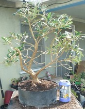 Olea Europaea Olive Pre Bonsai