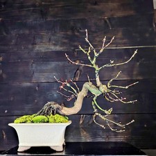 BONSAI ACERO Giapponese Acer