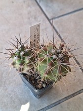 Echinocereus Triglochidiatus