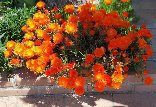 Delosperma pianta grassa