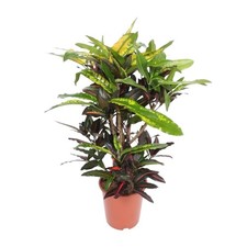 Kroton mango 110 - pianta, a