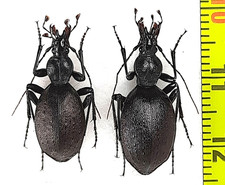 Coppia Carabidae, Cychrini