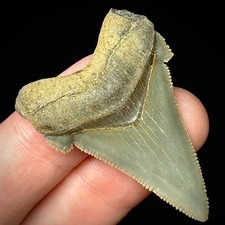 Otodus Angustidens 1,51" dente