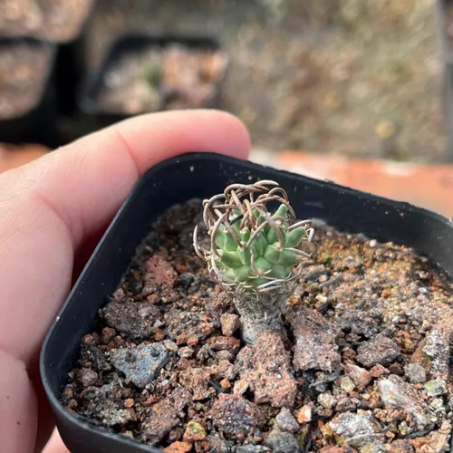 1pcs 5cm cactis - 1pcs,