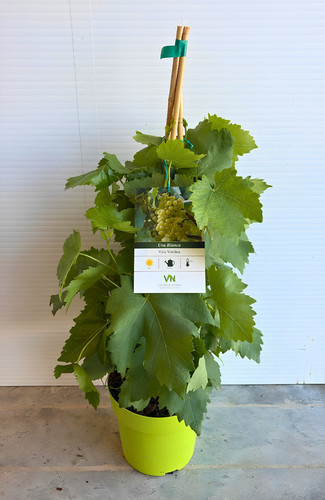 Pianta vite nana - nana, vaso