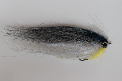 Fliegentom pesce predatore