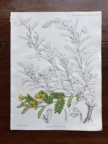 Antica cassia grantii fiore - grantii,