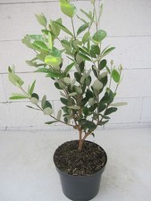 Guava di ananas - Acca