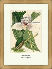 Skinners Lycaste Lycaste Skinneri Batem Orchidee Epifite Vilmorin A3 201