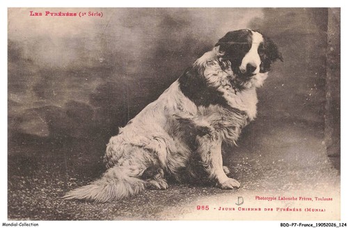 Bdd 0634 giovane cane - p7-0634-65,