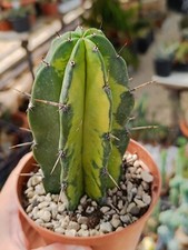Myrtillocactus cochal