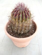 Ferocactus pilosus 24x20cm ex private collection NO crested M3