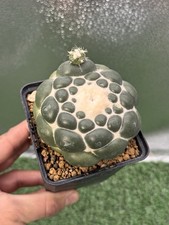 CORYPHANTA SPINELESS INERMIS