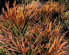 Euphorbia tirucalli 'Rosea' -