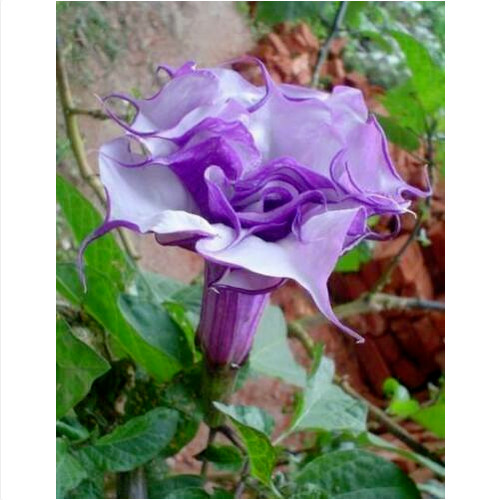 Double purple datura metel - double,