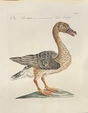 1767 Saverio Manetti incisione