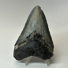 Dente di squalo megalodonte