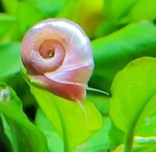 Lumaca perla 2 - 5,