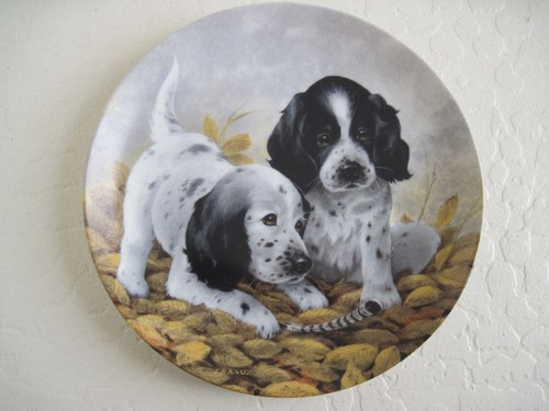 The english setters fine - setters,