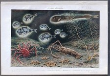 15281 - STAMPA  FAUNA