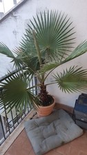 Palma Californiana (Washingtonia filifera) in vaso, fusto 40 CM 
