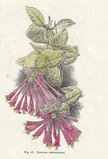 Antique Print FLOWERS LONICERA