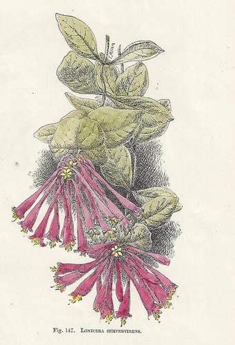 Stampa antica fiori lonicera - stampa,
