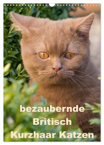 Bezaubernde britisch kurzhaar - britisch,